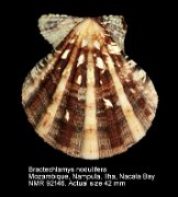 Bractechlamys nodulifera (17)